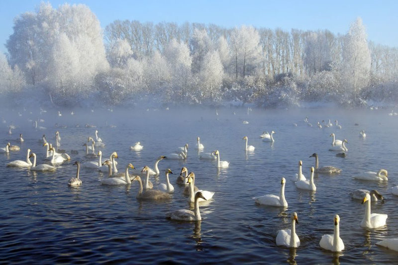 Лебединое озеро+Музей Анохина